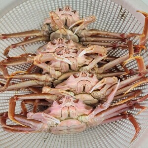 활 암컷 대게 (빵게)