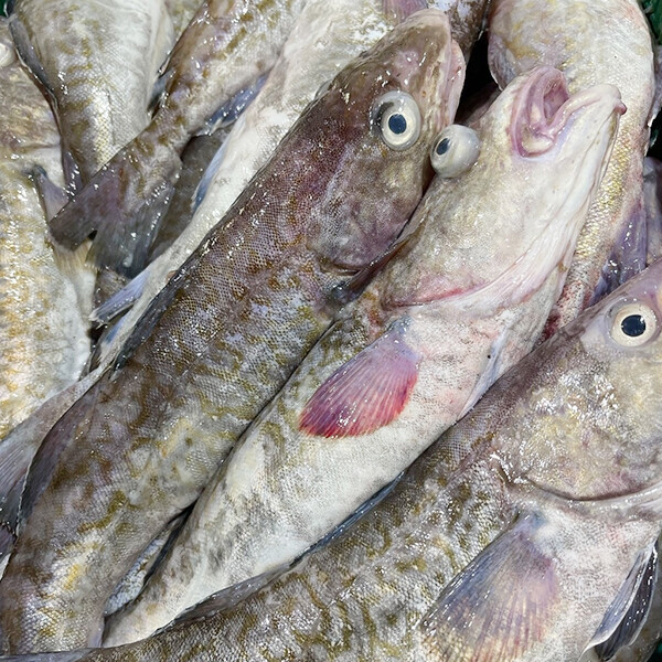 우주스토어,급냉 생대구 2Kg