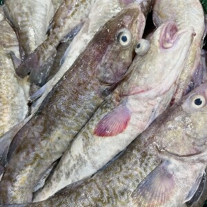 급냉 생대구 2Kg