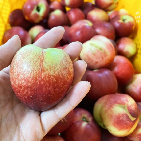 우주스토어,[06/18 5시 OPEN][핫딜] 경산 산지직송 신비복숭아