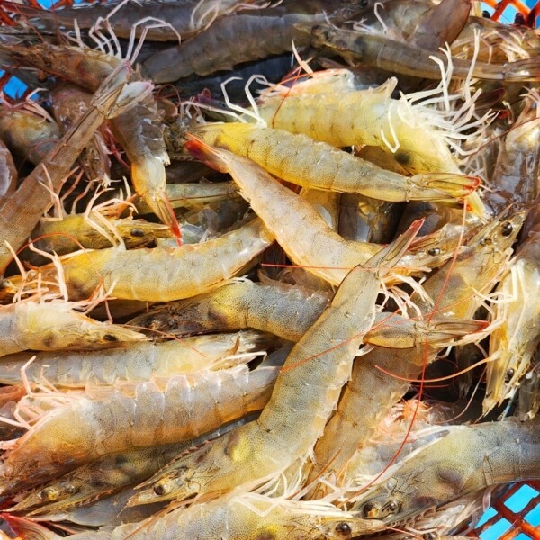 우주스토어,신안산  활 흰다리새우 1kg(30~40미내외) 빙장포장