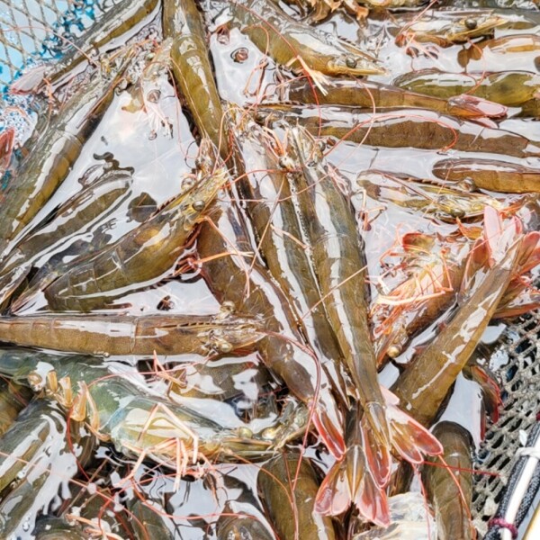 우주스토어,신안산  활 흰다리새우 1kg(30~40미내외) 빙장포장