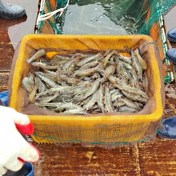 우주스토어,신안산  활 흰다리새우 1kg(30~40미내외) 빙장포장