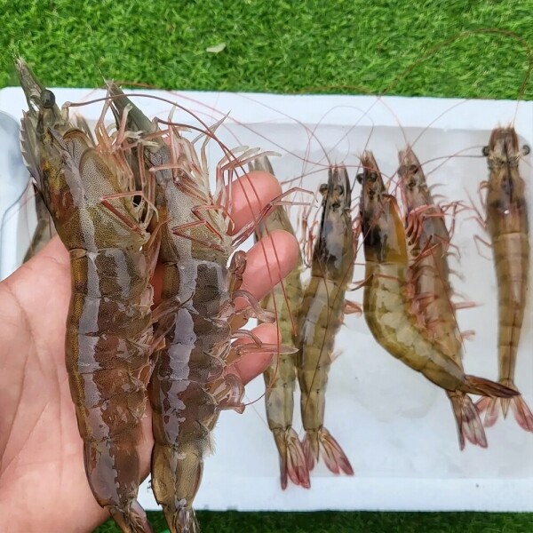 우주스토어,신안산  활 흰다리새우 1kg(30~40미내외) 빙장포장