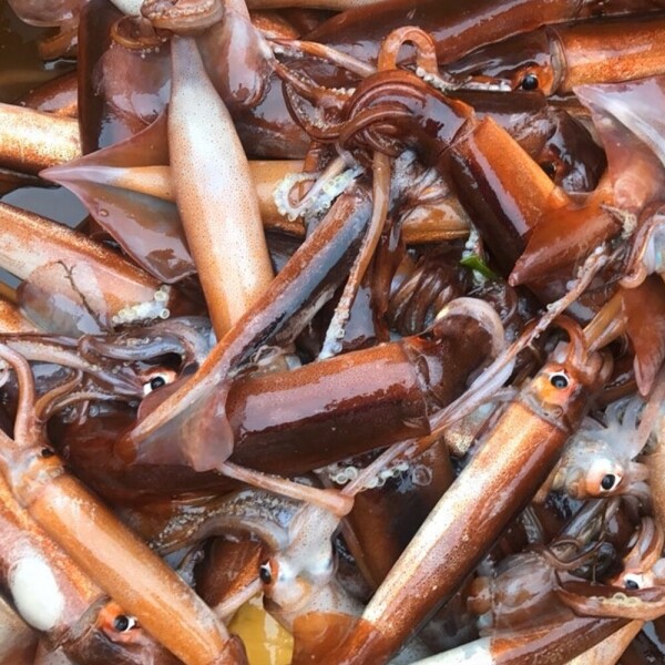 우주스토어,손질오징어 500g 내외 (3~5미)