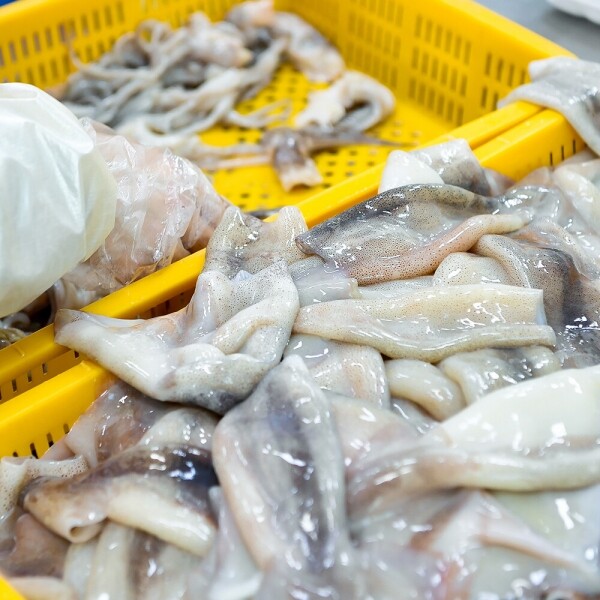 우주스토어,손질오징어 500g 내외 (3~5미)