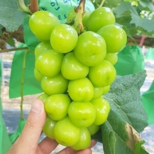 (프리미엄) 샤인머스켓 750g (1수),1.6kg (2수)