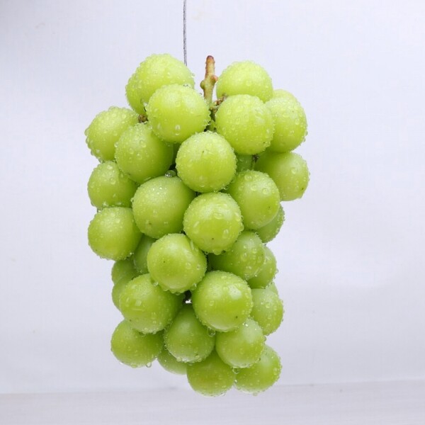 우주스토어,(프리미엄) 샤인머스켓 750g (1수),1.6kg (2수)