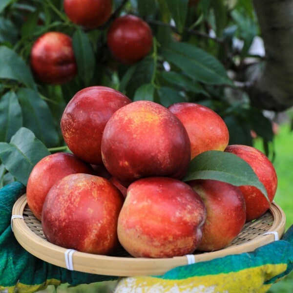 우주스토어,[마감특가]고당도 신비복숭아 소과 1kg (13-17과) / 2kg (25-35과)