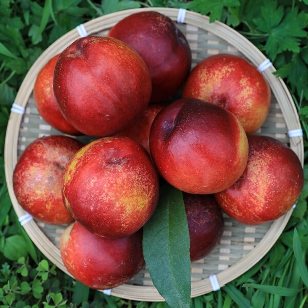 우주스토어,[마감특가]고당도 신비복숭아 소과 1kg (13-17과) / 2kg (25-35과)