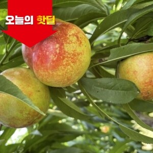 [07/17 5시 OPEN][핫딜] 당도보장 옐로드림 망고복숭아 2,3kg