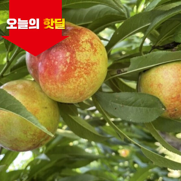 우주스토어,[07/17 5시 OPEN][핫딜] 당도보장 옐로드림 망고복숭아 2,3kg