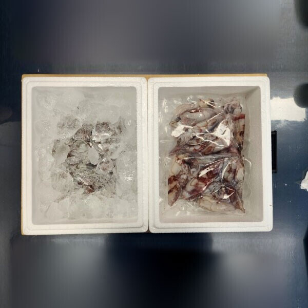 우주스토어,[07/17 5시 OPEN][핫딜] 제주생물 총알한치 1kg (빙장포장)