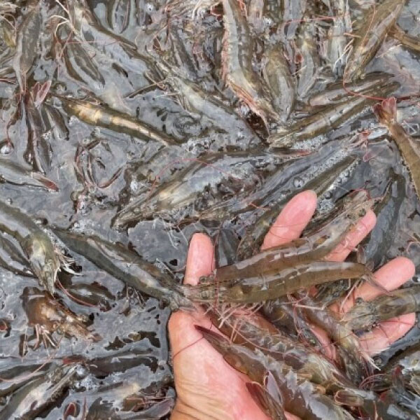 우주스토어,[07/17 5시 OPEN][핫딜] 국내산 활 흰다리새우 1kg 30미 이상(빙장포장)