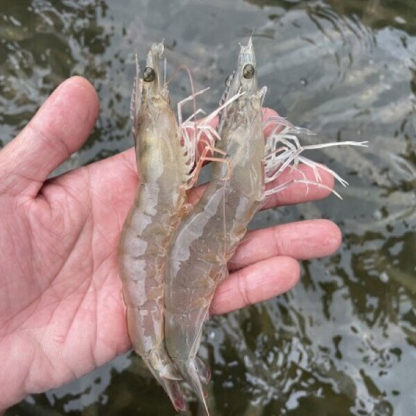우주스토어,[07/17 5시 OPEN][핫딜] 국내산 활 흰다리새우 1kg 30미 이상(빙장포장)