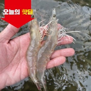 [07/17 5시 OPEN][핫딜] 국내산 활 흰다리새우 1kg 30미 이상(빙장포장)